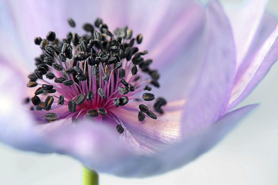 anemone-mala