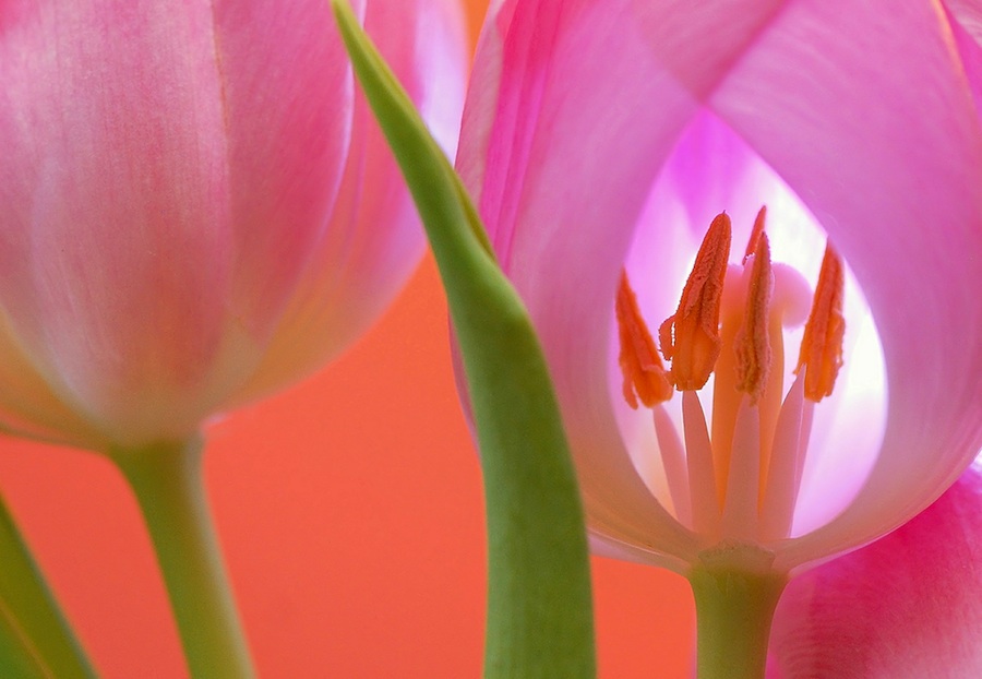 tulipan_mala