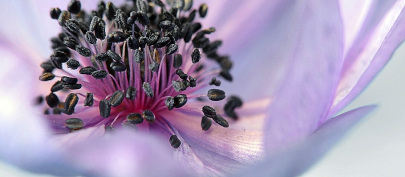 anemone-mala anemone-mala
