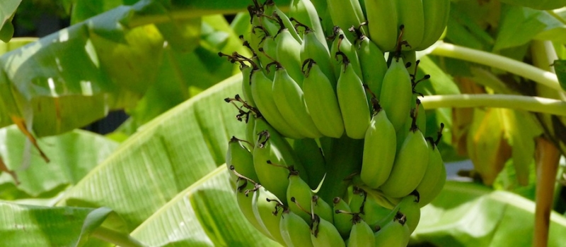banane_mala banane_mala