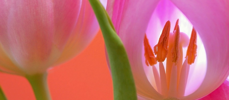 tulipan_mala tulipan_mala
