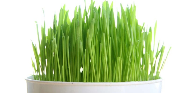 psenica2 psenica2