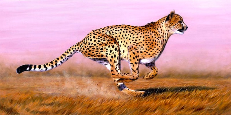 gepard gepard