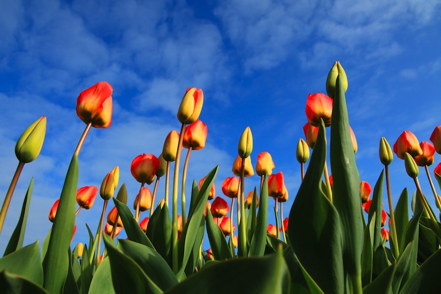 plavo-nebo-tulipani